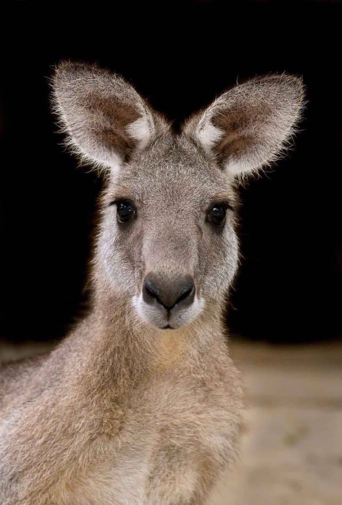 A photo of a kangaroo.